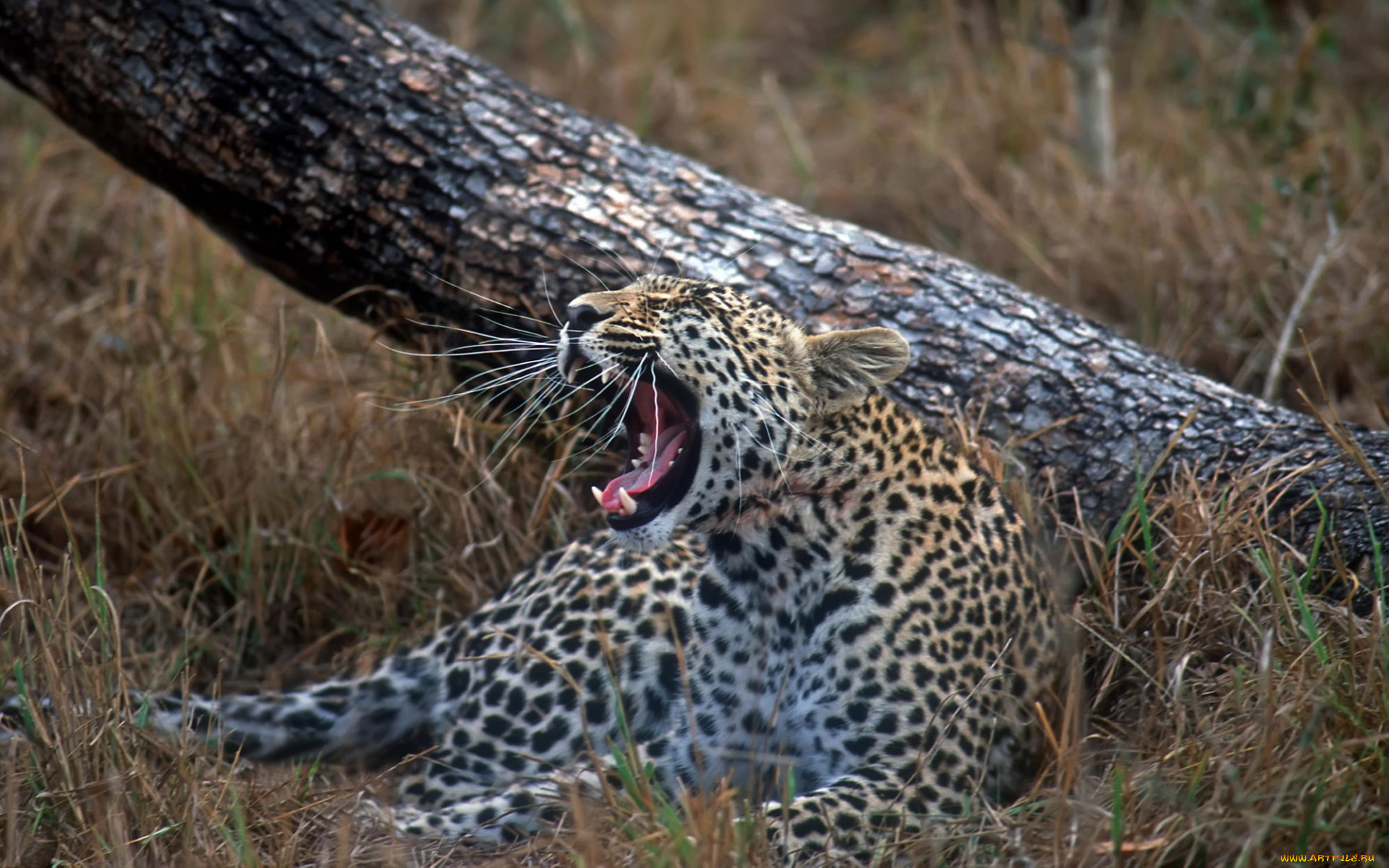 young, leopard, sabi, sand, wildtuin, reserve, south, africa, , 